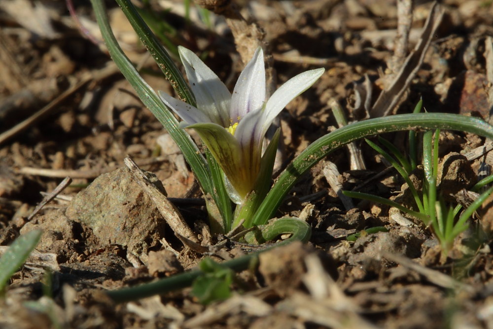 Romulea a confronto (R. columnae e R. ramiflora)